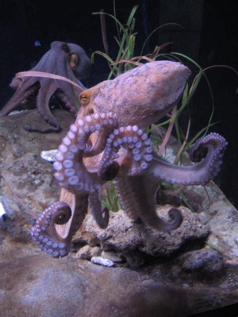 Octopus Facts: Habitat, Behavior, Diet | Octopus facts, Octopus, Octopus robot