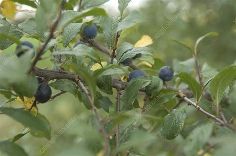 Blackthorn berries - Stock Image - C010/9910 - Science Photo Library