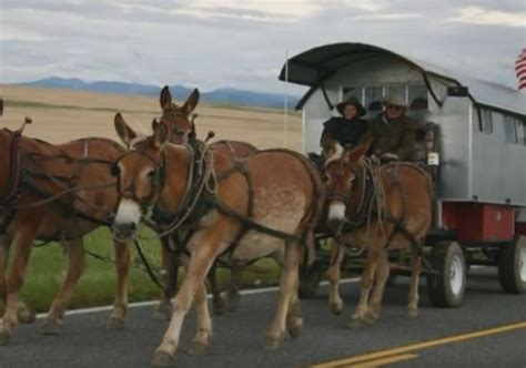 “Mule Train” by Johnny Lange - Moab Horses