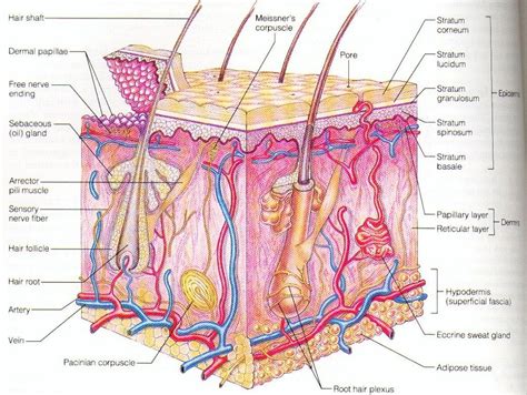 Skin and hair diagram