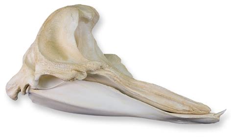 Beaked Whale Skull - Ocean Conservation Research