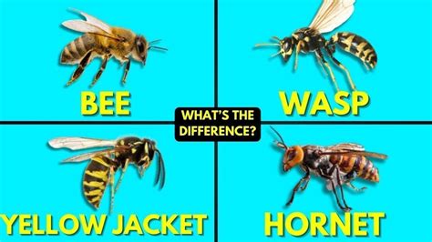 What's The Difference Between Bees, Wasps, Yellow Jackets, and Hornets ...