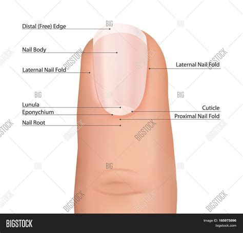 Nail Finger Anatomy. Image & Photo (Free Trial) | Bigstock