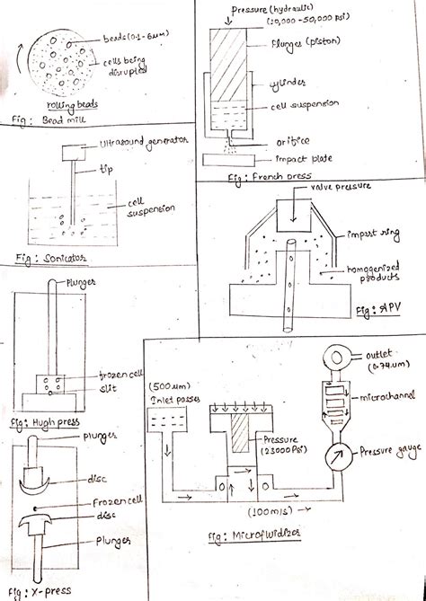 Methods of Cell disruption: Cell lysis methods - Online Biology Notes