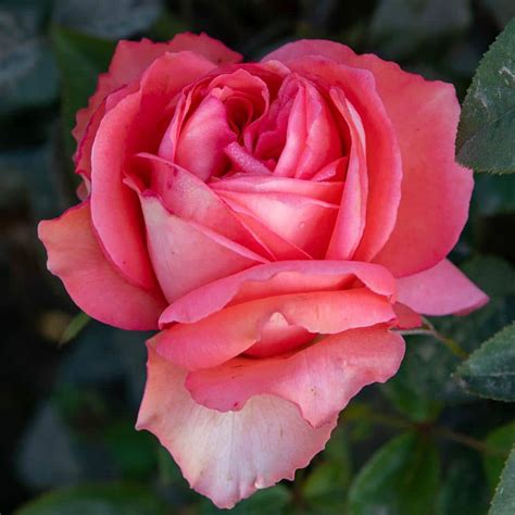 Spring Hill Nurseries Pink Peace Hybrid Tea Rose, Dormant Bare Root ...