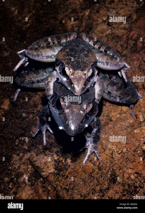 Frogs breeding in water pond amplexus Blyde River South Africa Stock Photo - Alamy