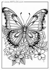 Butterfly Coloring Pages For Adults sketch template