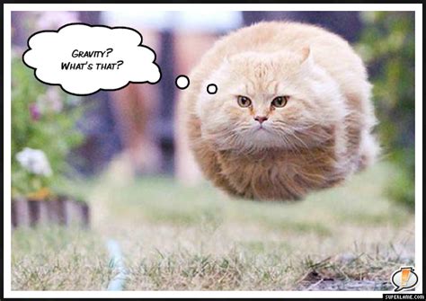 Hover Cat - Picture | eBaum's World