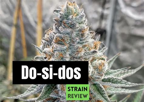 Do-si-dos strain marijuana review – GetBudsLegalize.com