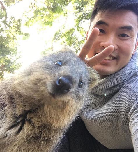 Quokka Selfie Quokkas | Quokka selfie, Quokka animal, Cute animals puppies