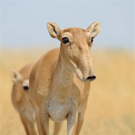 F10EPC Wild female Saiga antelope in morning steppe. Image shot 08/2015 ...