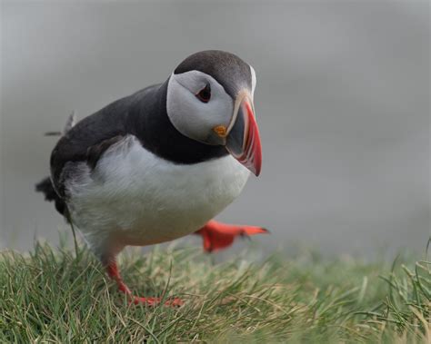 5 things you may not know about the Puffin | Puffin, Puffins bird ...