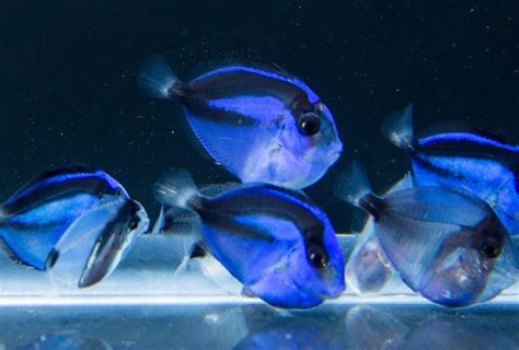 Tag: regal blue tang | Reef Builders | The Reef and Saltwater Aquarium Blog