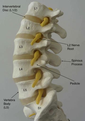 Lumbar Spine Anatomy L5