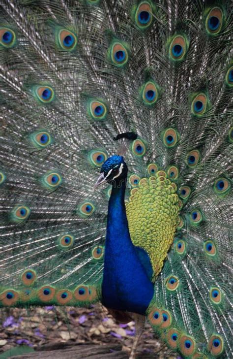 A Peacock In His Pride Picture. Image: 5620963