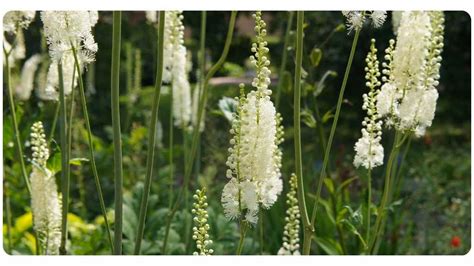 4 Benefits of Black Cohosh: Dosage & Safety | The Botanical Institute