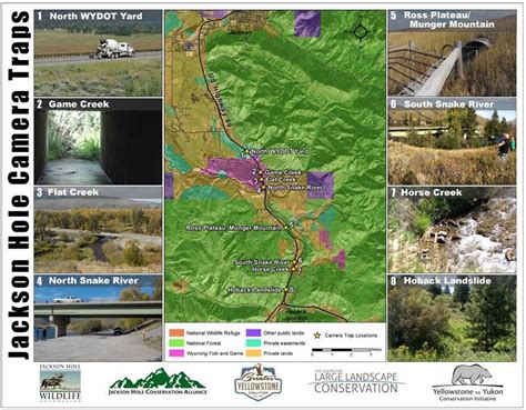 Safe Wildlife Crossings for Jackson Hole | Jackson Hole Wildlife Foundation