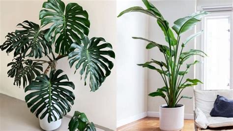 5 plantas para decorar una sala minimalista - Ser Zen