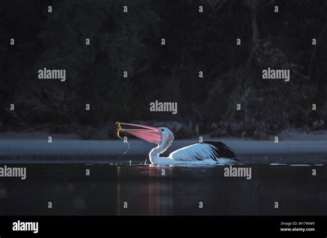 Pelican scenes. Australian pelicans in their natural habitat Stock Photo - Alamy