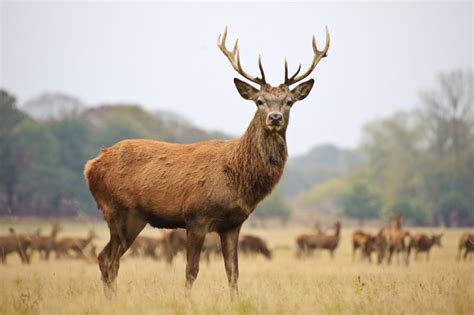 Red Deer: The National Animal of Ireland