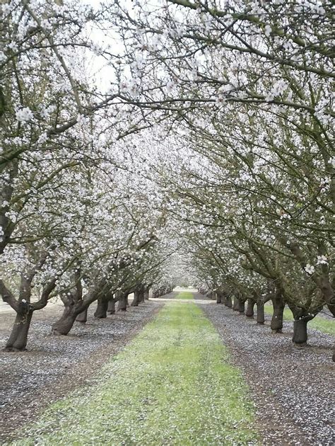 Almond orchard in bloom | Country roads, Sidewalk, Bloom