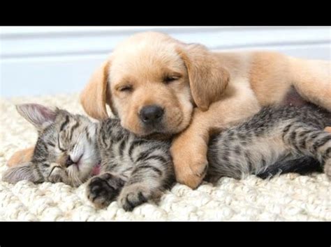 Funny Cats And Dogs Sleeping Together - A Cute Animals Videos ...