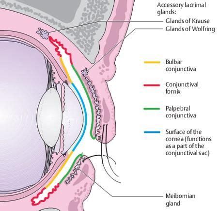 Bulbar And Palpebral Conjunctiva