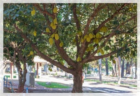 Jackfruit Tree: Plant Care and Growth - Al Ardh Alkhadra