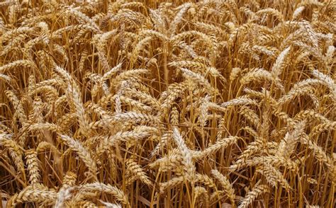 TCN | Wheat or chaff? Weighing the substance of Trump’s actions on climate, energy