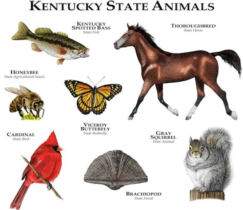 Kentucky State Animals Poster Print | Etsy