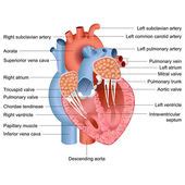 Anatomy of the human heart — Stock Vector © Maryna_Melnyk #9263713