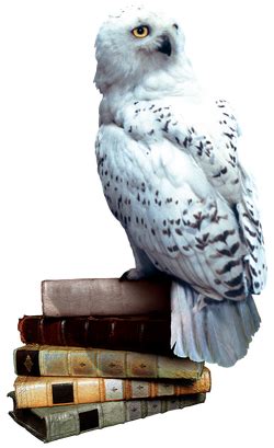 Hedwig - Harry Potter Wiki