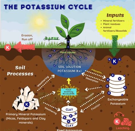 Agriculture : Potassium Cycle