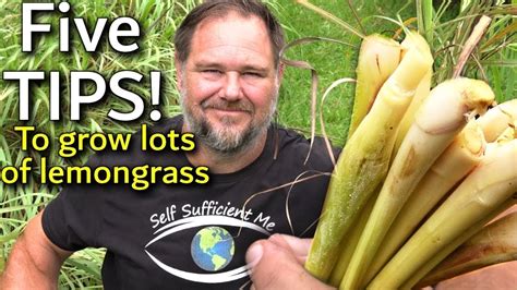 5 Tips How to Grow a Ton of Lemongrass at Home - YouTube