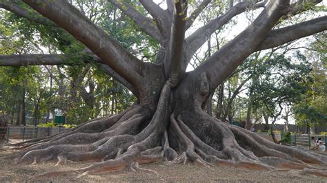 The true Kapok tree | Bombacaceae (baobab family) » Ceiba pe… | Flickr