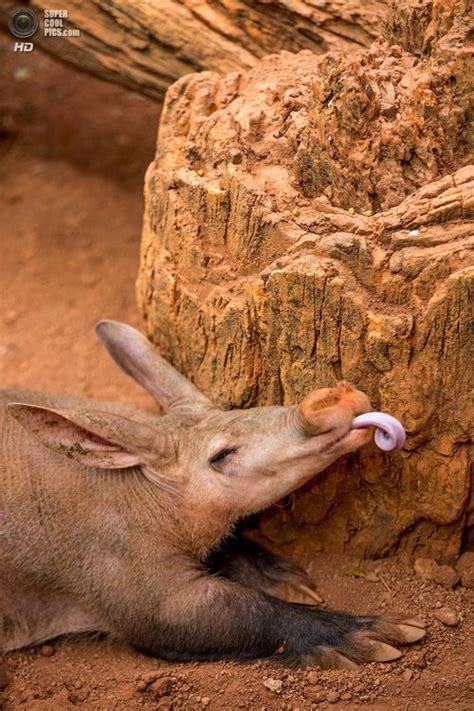 Aardvark | via Tumblr | Animales extraños, Animales exóticos, Animales ...