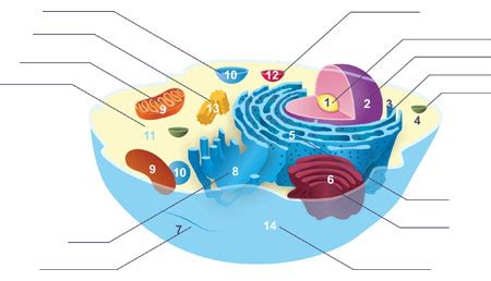 The Overview of Organelles