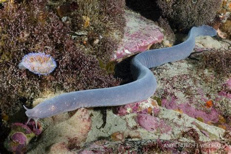 Catalogue of Organisms: Hagfish: Probably the World's Most Disgusting ...