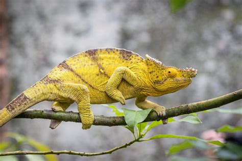 A Tour of Weird Lizards From Around the World