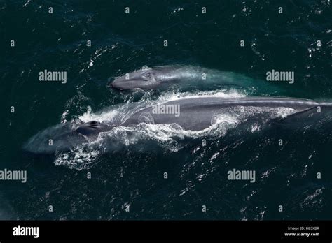 Blue Whale (Balaenoptera musculus) mother and calf, California Stock ...