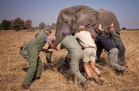 New photos of Prince Harry’s summer in Africa helping move elephants – Kate Middleton Review