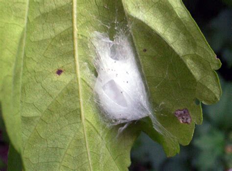 Insect Cocoon Free Photo Download | FreeImages