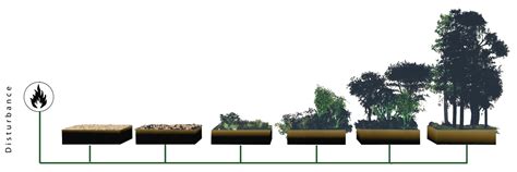 18+ Ecological Succession Diagram | ManroopCaydence