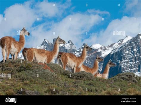 Guanaco (Lama guanicoe) herd, Torres del Paine National Park, Chile ...