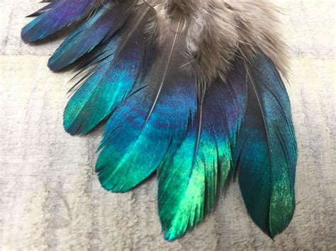 Rare Himalayan Monal Pheasant Feather Cruelty Free | Etsy | Pheasant feathers, Feather, Pheasant