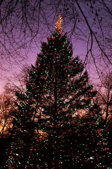 Boston Common Christmas Tree Photograph by Joann Vitali - Fine Art America