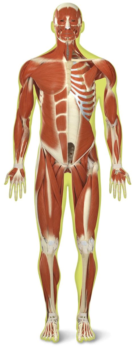 Human Body Muscles Names - If you are going to perform weight training, you should familiarize ...