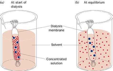 Selective Permeability of Dialysis Tubing Lab: Explained - SchoolWorkHelper