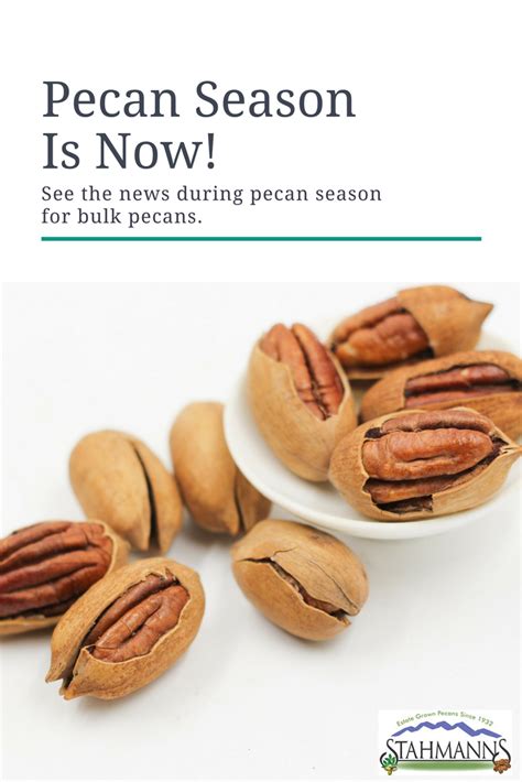 #Pecan Season Is Now! See the news in pecan season for bulk pecans. # ...