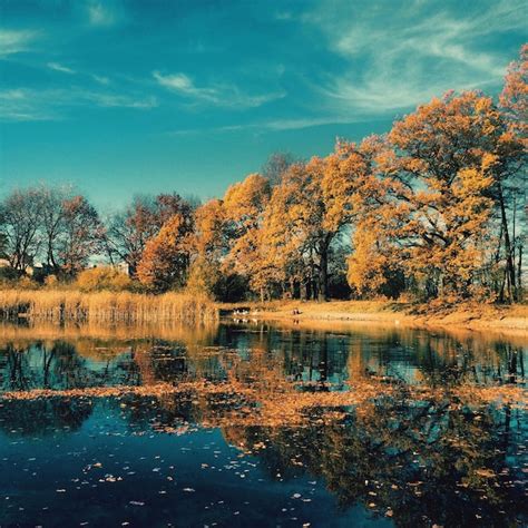 Premium Photo | Reflection of trees in water